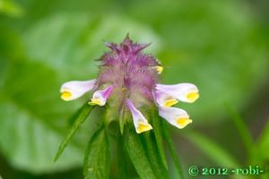 Černýš hřebenitý (Melampyrum  cristatum)