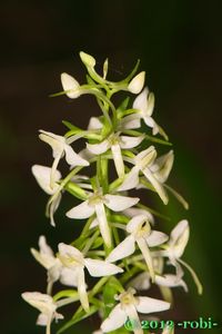 Vemeník dvoulistý (Platanthera bifolia)