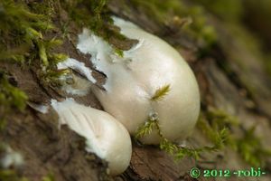 Síťovka pýchavkovitá - Reticularia lycoperdon Bull. 1791