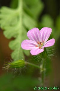 Kakost smrdutý (Geranium robertianum L.)