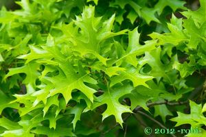 Dub červený (Quercus rubra)