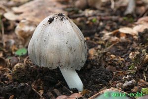 Hnojník význačný - Coprinopsis insignis (Peck) Redhead, Vilgalys & Moncalvo 2001