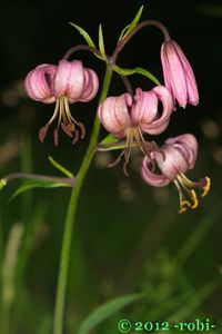 Lilie zlatohlavá (Lilium martagon)