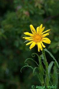 Kozí brada východní (Tragopogon orientalis)