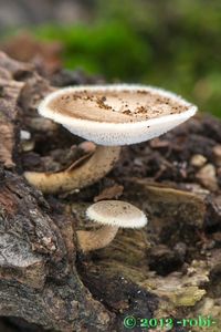 Choroš plástvový - Polyporus arcularius