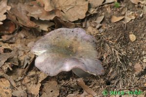 Holubinka bukovka - Russula heterophylla (Fr.) Fr. 1838