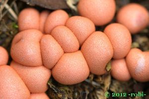 Vlčí mléko červené - Lycogala epidendrum (J.C. Buxb. ex L.) Fr.