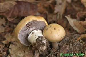 Límcovka věnčená - Stropharia coronilla (Bull.) Quél. 1872