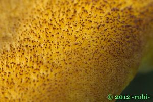 Hnědák Schweinitzův - Phaeolus schweinitzii (Fr.) Pat. 1900