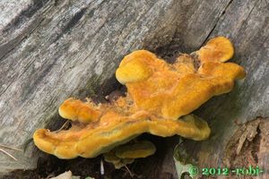 Hnědák Schweinitzův - Phaeolus schweinitzii (Fr.) Pat. 1900