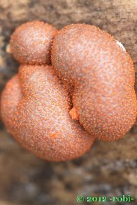 Vlčí mléko červené - Lycogala epidendrum (J.C. Buxb. ex L.) Fr.