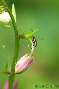 Lilie zlatohlavá (Lilium martagon)