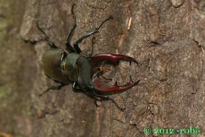 Klikni pro velký obrázek