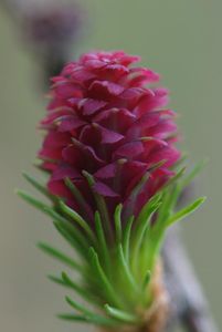 Modřín opadavý (Larix decidua)