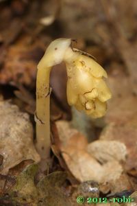 Hnilák smrkový (Monotropa hypopitys)