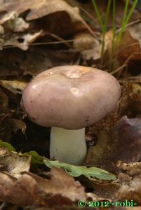 Holubinka namodralá - Russula cyanoxantha (Schaeff.) Fr. 1863