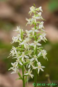 Vemeník dvoulistý (Platanthera bifolia)