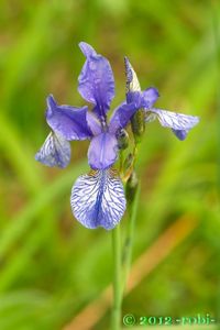 Kosatec sibiřský (Iris sibirica)