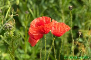 Mák vlčí (Papaver rhoeas)