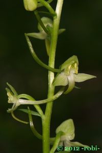 Vemeník zelenavý (Platanthera chloranta)