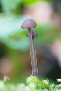 Špička cibulová - Marasmius alliaceus ( Jacq. ) Fr.