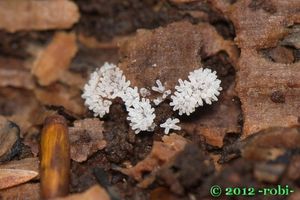 Válečkovka keříčkovitá - Ceratiomyxa fruticulosa