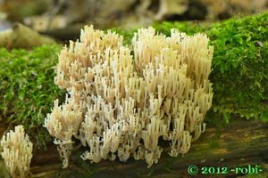 Korunokyjka svícnovitá - Artomyces pyxidatus (Pers.) Jülich 1982