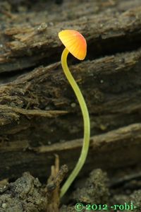 Helmovka jehličkovitá - Mycena acicula (Schaeff.) P. Kumm. 1871