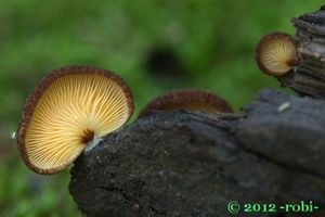 Trepkovitka šafránová - Crepidotus crocophyllus (Berk.) Sacc. 1887