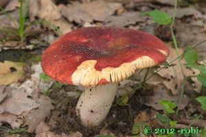 Holubinka slanečková - Russula graveolens Romell 1885