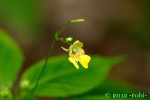 Netýkavka malokvětá (Impatiens parviflora)