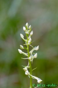 Vemeník dvoulistý (Platanthera bifolia)