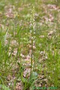 Vemeník dvoulistý (Platanthera bifolia)