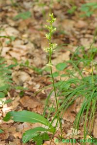 Vemeník zelenavý (Platanthera chloranta)