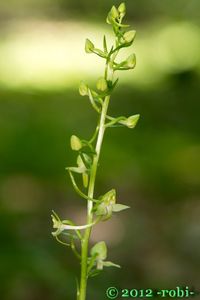 Vemeník zelenavý (Platanthera chloranta)