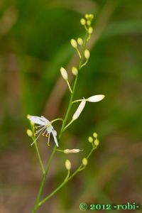 Bělozářka liliovitá (Anthericum liliago L.)