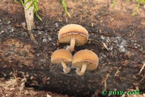 Kržatka hnědoolivová - Simocybe centunculus (Fr.) P. Karst. 1879