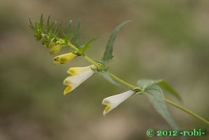 Černýš  luční (Melampyrum pratense L.)