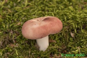 Holubinka mandlová - Russula vesca Fr. 1836