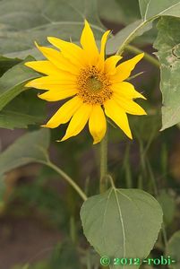 Slunečnice roční (Helianthus annuus)