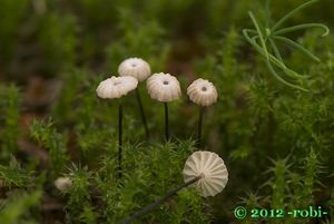 Špička Wettsteinova - Marasmius wettsteinii Sacc. et P. Syd.