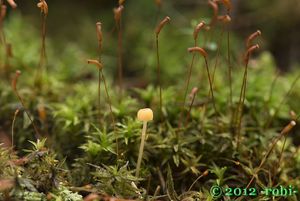 Helmovka jehličkovitá - Mycena acicula (Schaeff.) P. Kumm. 1871