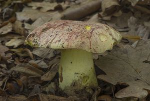 Hřib královský - Butyriboletus regius  (Krombh.) D. Arora & J.L. Frank 2014
