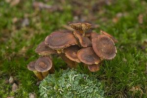 Třepenitka svazčitá - Hypholoma fasciculare  (Huds.) P. Kumm. 1871