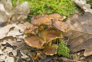 Třepenitka svazčitá - Hypholoma fasciculare  (Huds.) P. Kumm. 1871