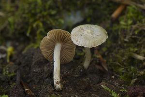 Vláknice zemní - Inocybe geophylla (Bull.) P. Kumm. 1871