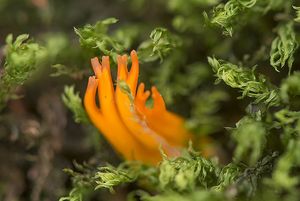 Krásnorůžek lepkavý - Calocera viscosa