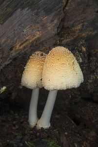 Hnojník paprskový - Coprinellus radians (Desm.) Vilgalys, Hopple & Jacq. Johnson 2001