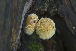 Hnojník paprskový - Coprinellus radians (Desm.) Vilgalys, Hopple & Jacq. Johnson 2001