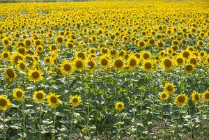 Slunečnice roční (Helianthus annuus)